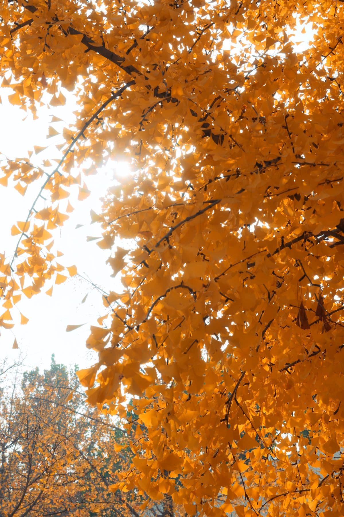Golden autumn leaves illuminated by soft sunlight