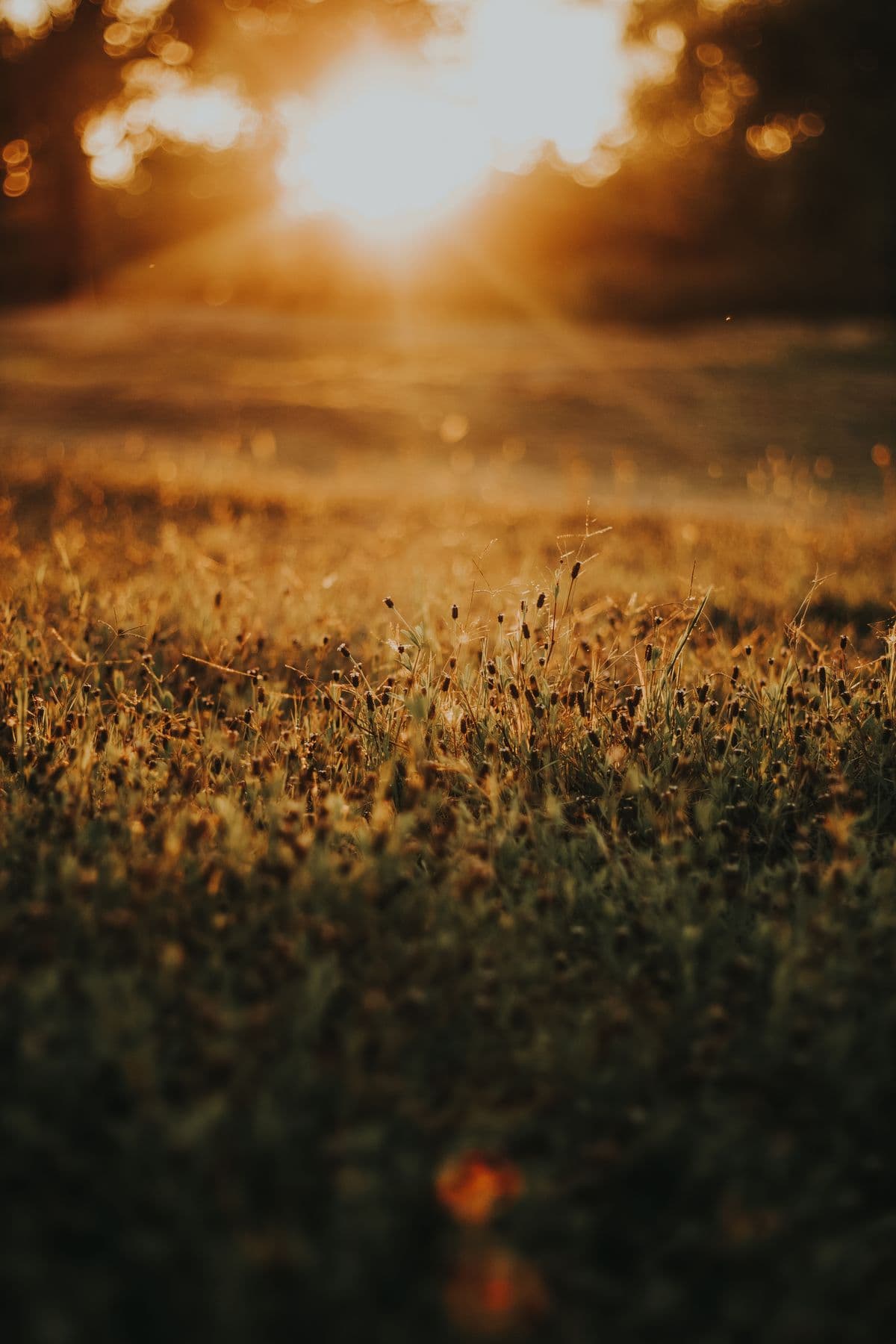 Dew-covered grasses at sunrise