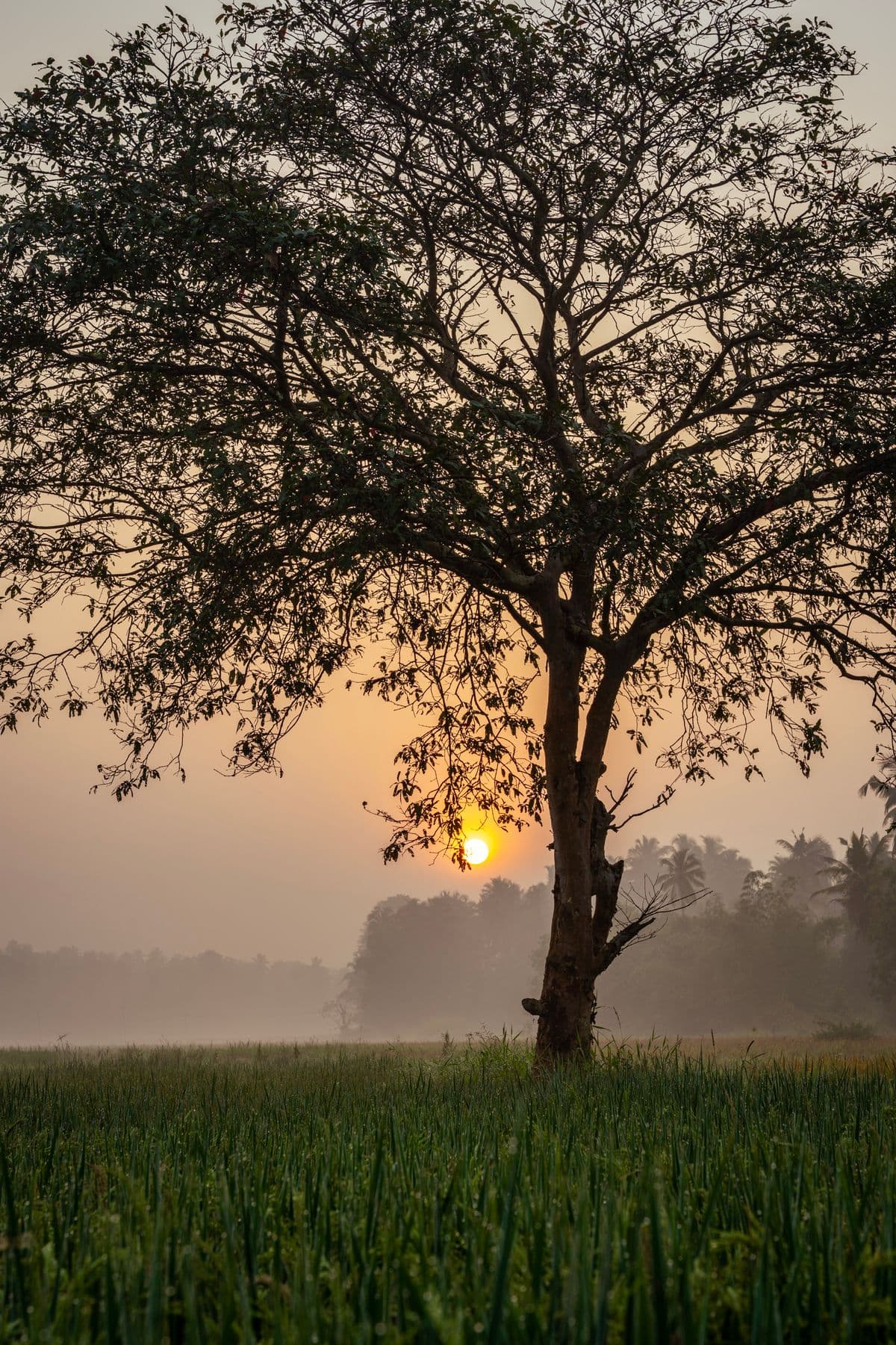 A single tree lit by a soft sunrise across a meadow