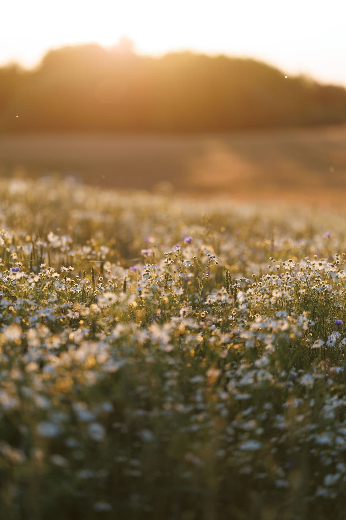Wildflower meadow at golden hour