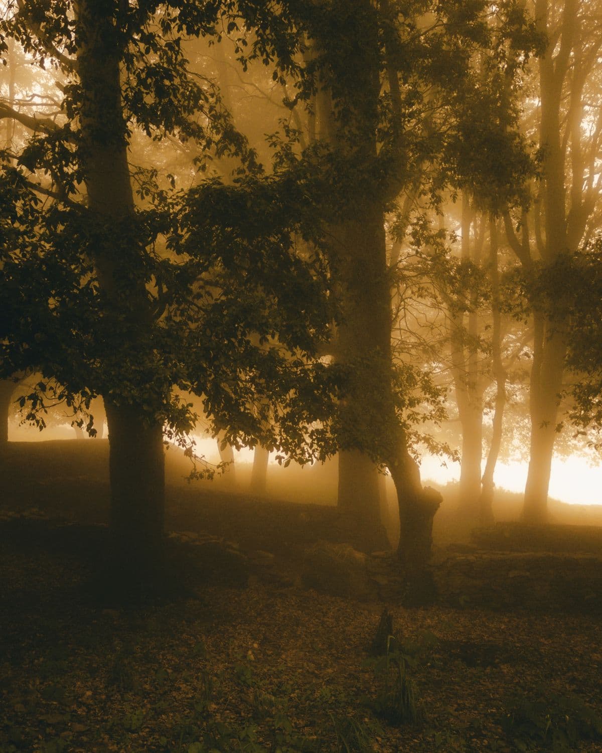 Warm morning light through misty forest trees