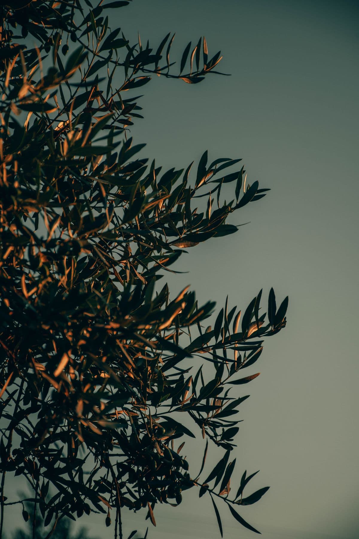Olive tree branches lit by warm evening light